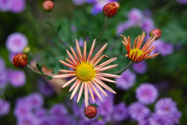 Perennial mum Dendranthema 'Sheffield Pink' and double purple Aster hybrida 'Peter III'.