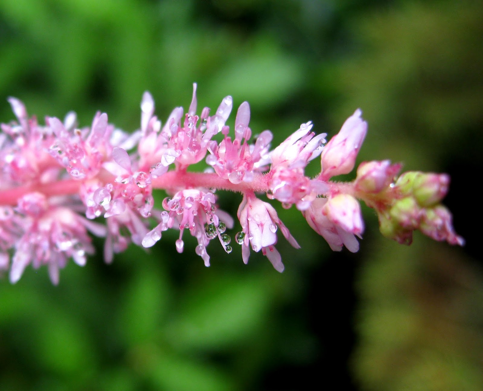 Image Astilbe_with_dew.jpg free for use with attribution