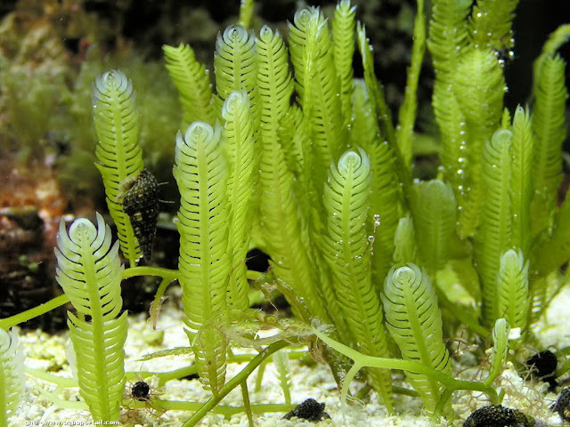 Caulerpa taxifolia Global Bilgiler