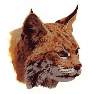 Step by step-Painting-Cat-Head-With-Acrylic http://tips-trick-idea-forbeginnerspainters.blogspot.com/2016/03/stepbystep-painting-cat-head-with-acrylic.html