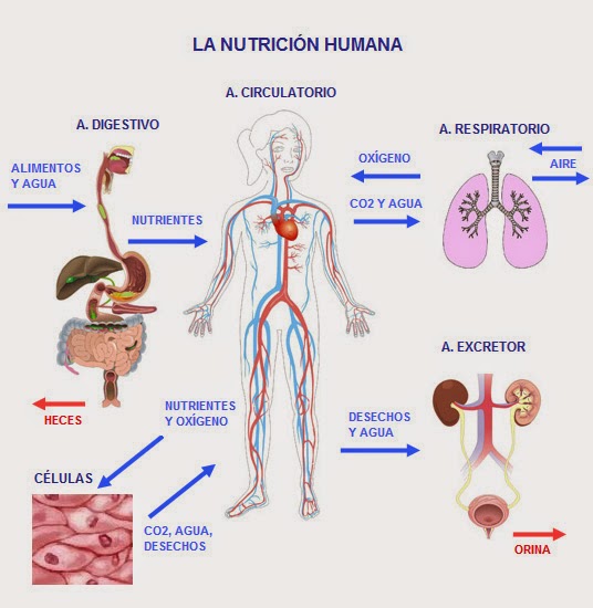 CIENCIAS NATURALES FUNCIONES DEL ORGANISMO CIENCIAS NATURALES FUNCIONES DEL ORGANISMO