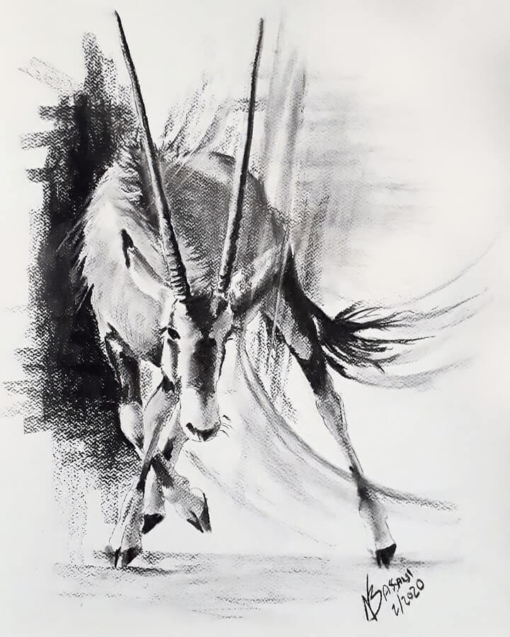 11-Gemsbok-Oryx-Antelope-Natalya-Bassani-www-designstack-co