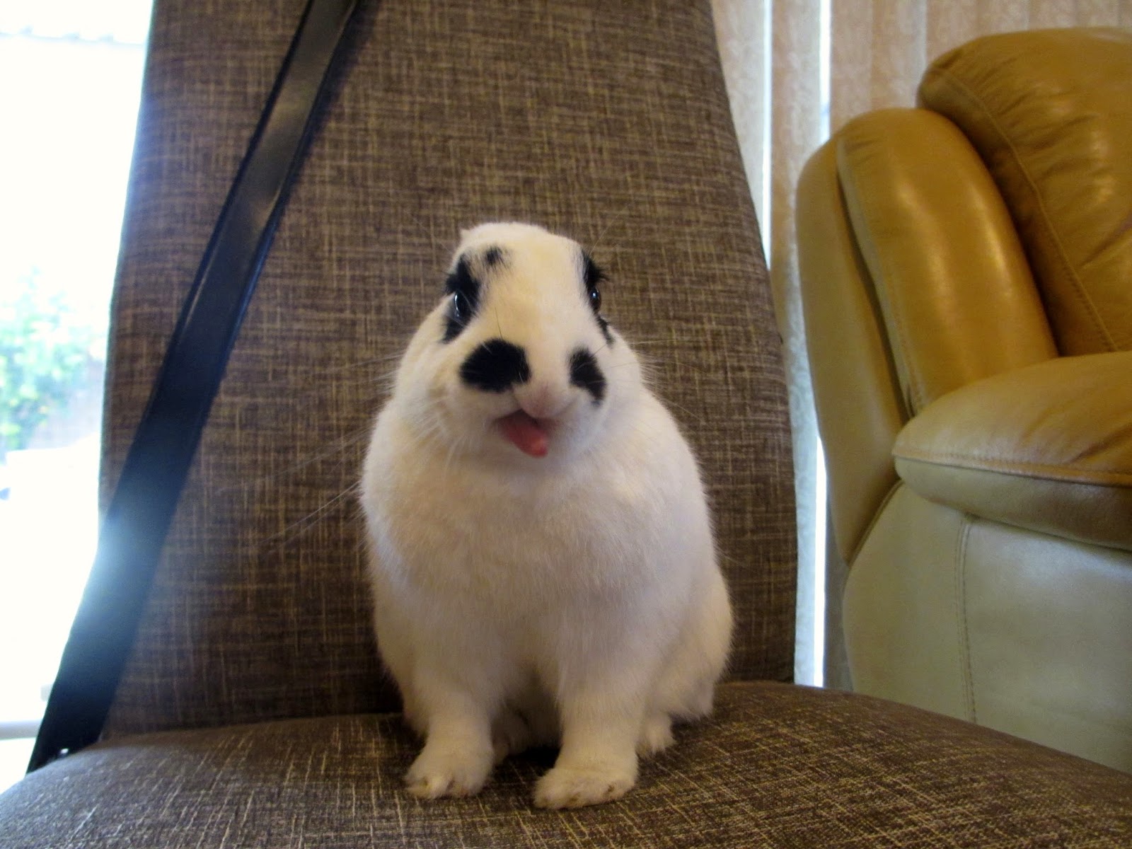 Justine's Blog How to Raise a Perfect Pet Rabbit