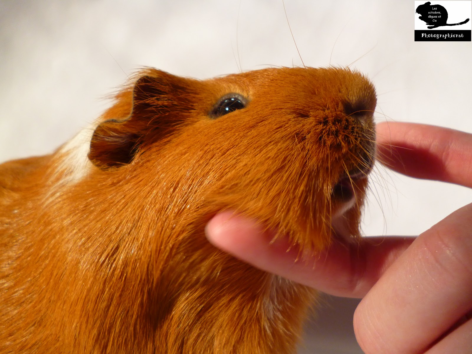 Mon Cochon D