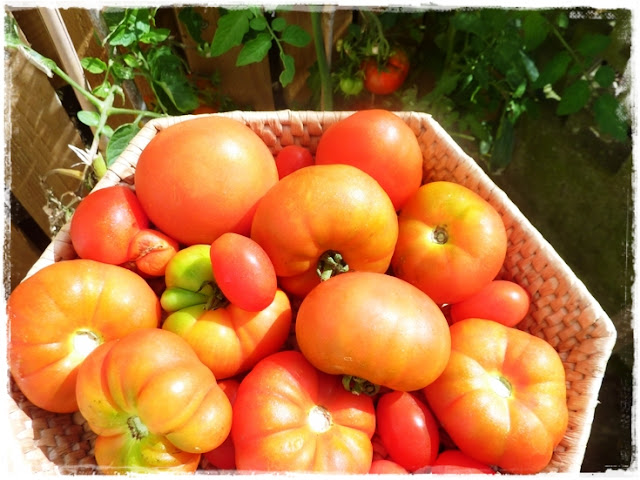 freshly picked tomatoes