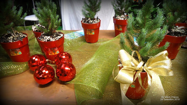 Meu Cantinho Verde: Decoração de Natal com Plantas - Pinus Pinea