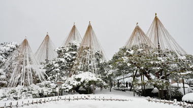 Yukitsuri  y otras técnicas japonesas para proteger los árboles en invierno, especialmente del peso de la nieve
