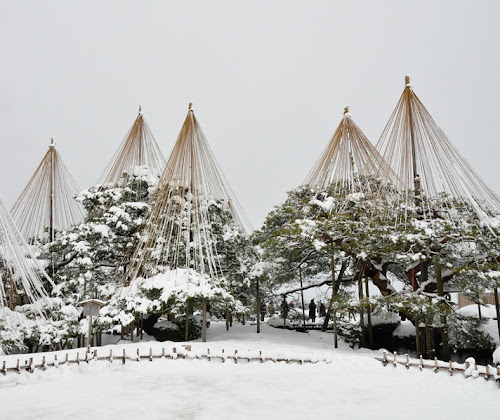 Yukitsuri y otras técnicas japonesas para proteger los árboles en invierno, especialmente del peso de la nieve