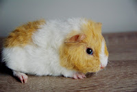 Rinspeed Piggyboo Świnka morska rasy Rex