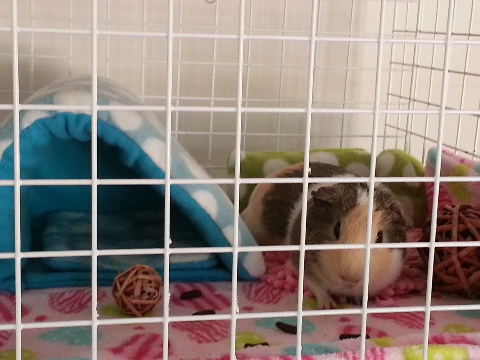 Happy Piggy Time Cute Guinea Pig Hi Happy, how was a nap?