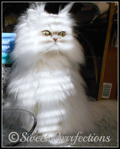 A little sunshine on the floof feels good Brulee on National Pet Day 2016