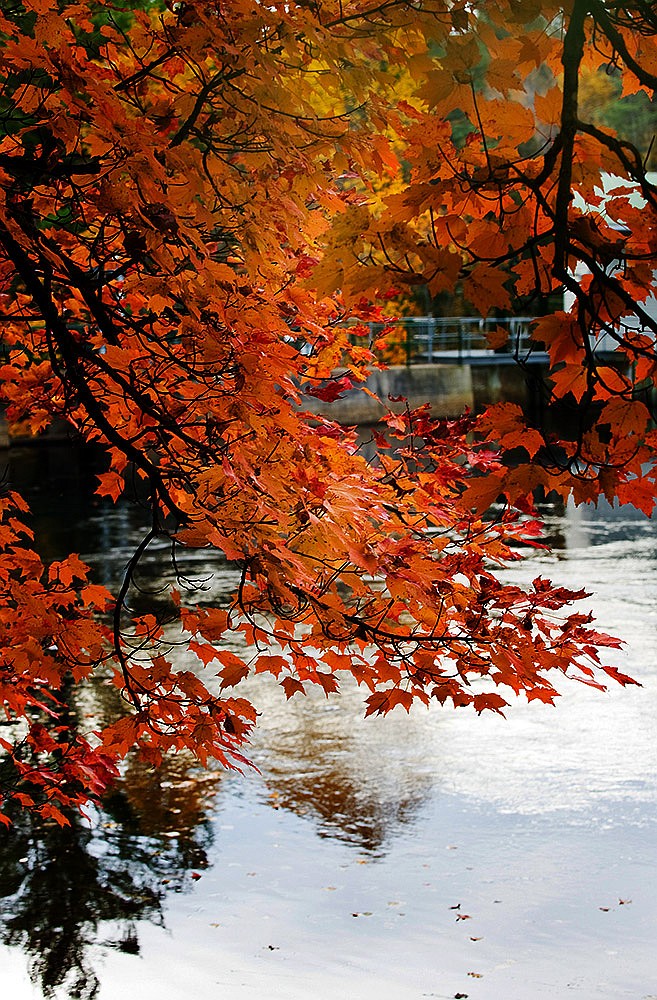 A spray of autumn leaves in intense orange and yellow over the pond at Wilson's Falls (Muskoka)