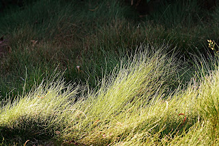 NATURAL TEXTURES grass meadow.jpg