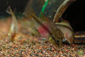 F1 Pelvicachromis subocellatus "moanda"
