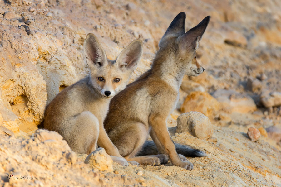 Birds of Saudi Arabia: Arabian Red fox with cubs in Dhahran – Record by