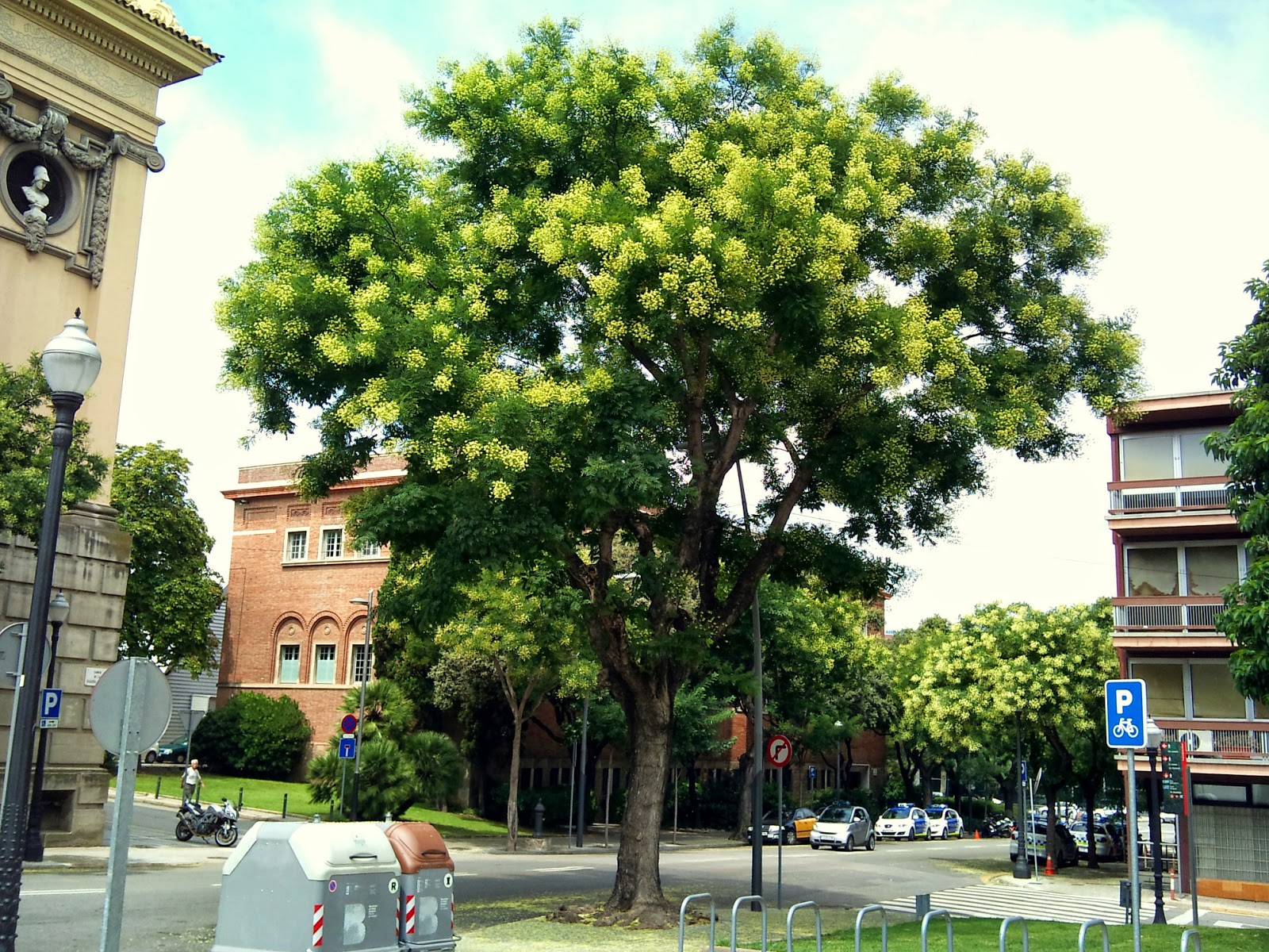Árboles con alma Sófora. Acacia del Japón. (Sophora japonica) — free download