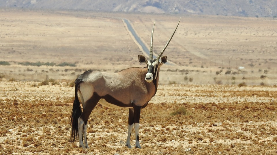 hwan oryx