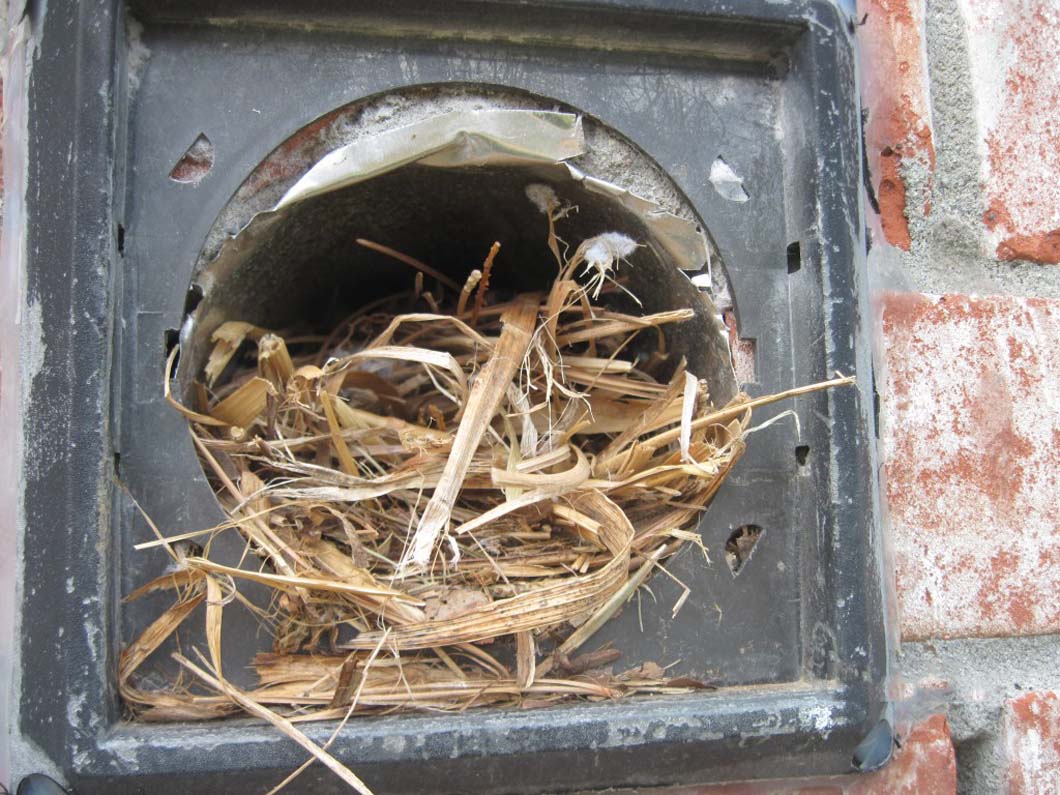 Bird In Everything Birds In Dryer Vent