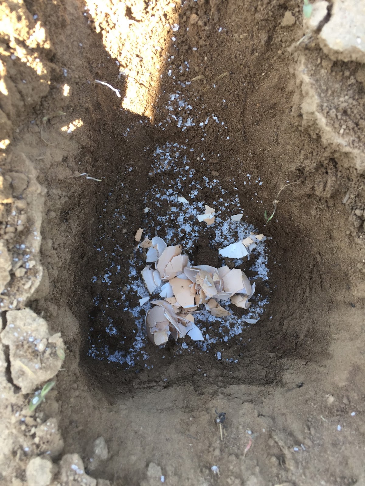 A Day in the Life of a Farm Wife Egg Shells and Tomatoes
