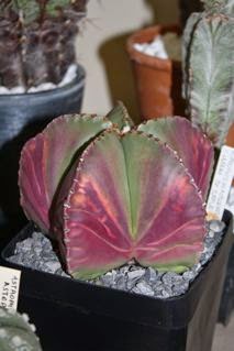 Astrophytum myriostigma var. Nudum Astrophytum myriostigma var. Nudum
