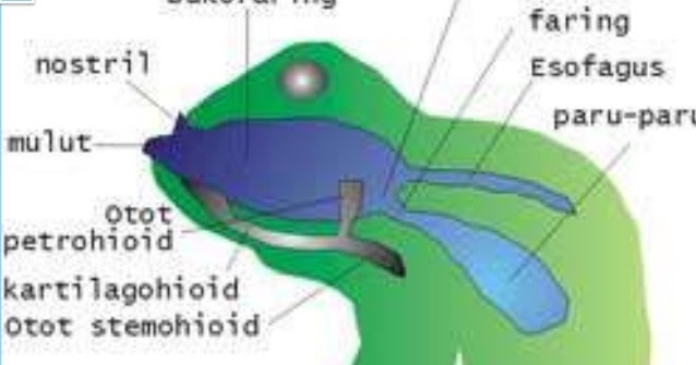 Katak bernafas dengan ? Ini jawabanya! - Ilmumbahguru