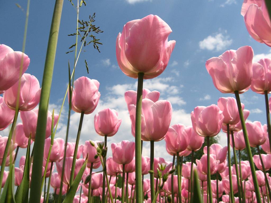 field of pink tulips from beneath below