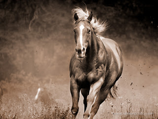 Amazing Horses Photos | Animal Photo