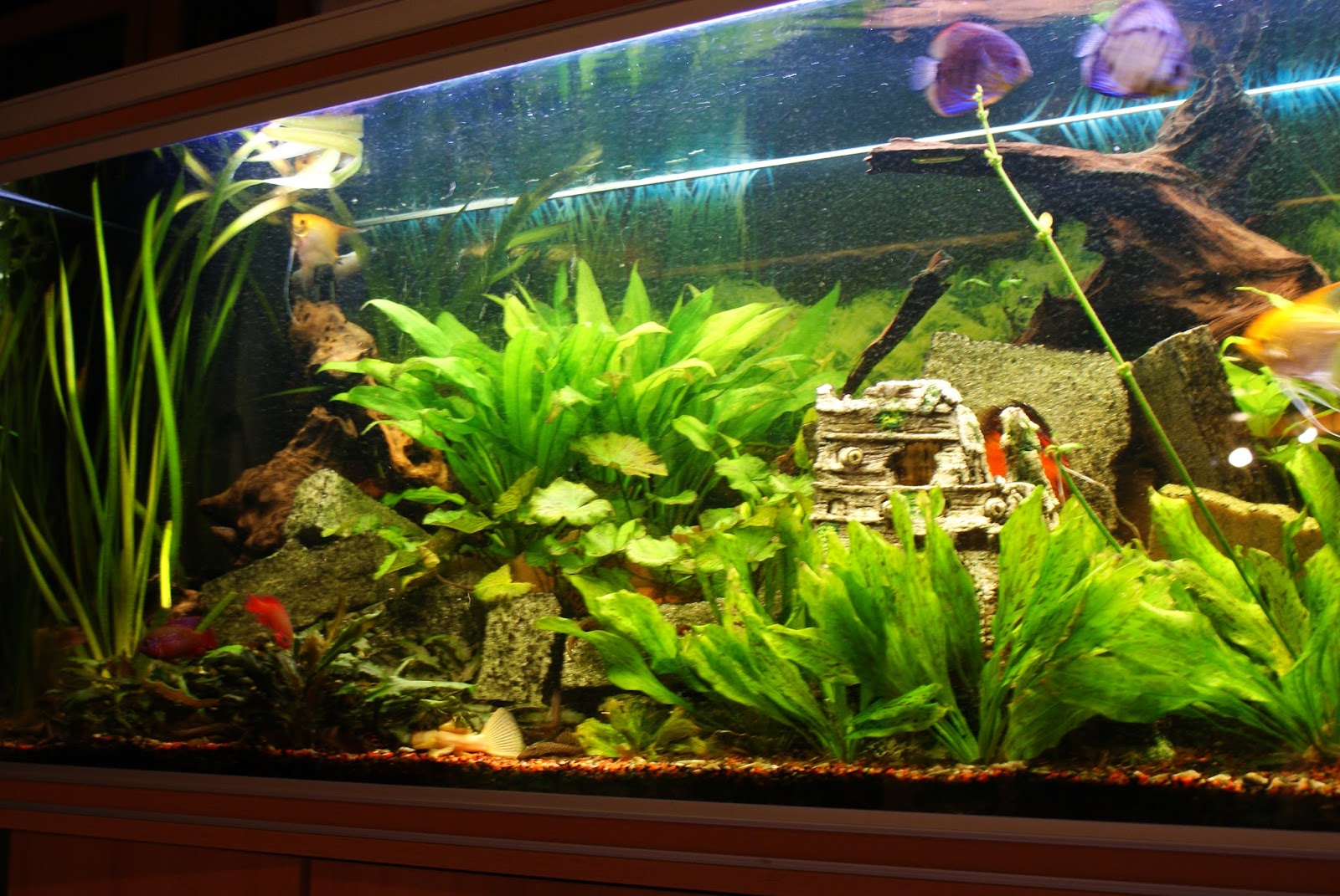 AQUARIUMS ET VIVARIUMS photos de mon aquarium
