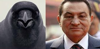 Mısır'da Zuhur Edecek Alaca Karga Hakkında