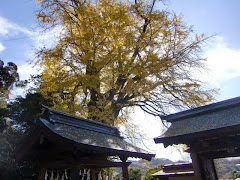 荏柄天神社大銀杏