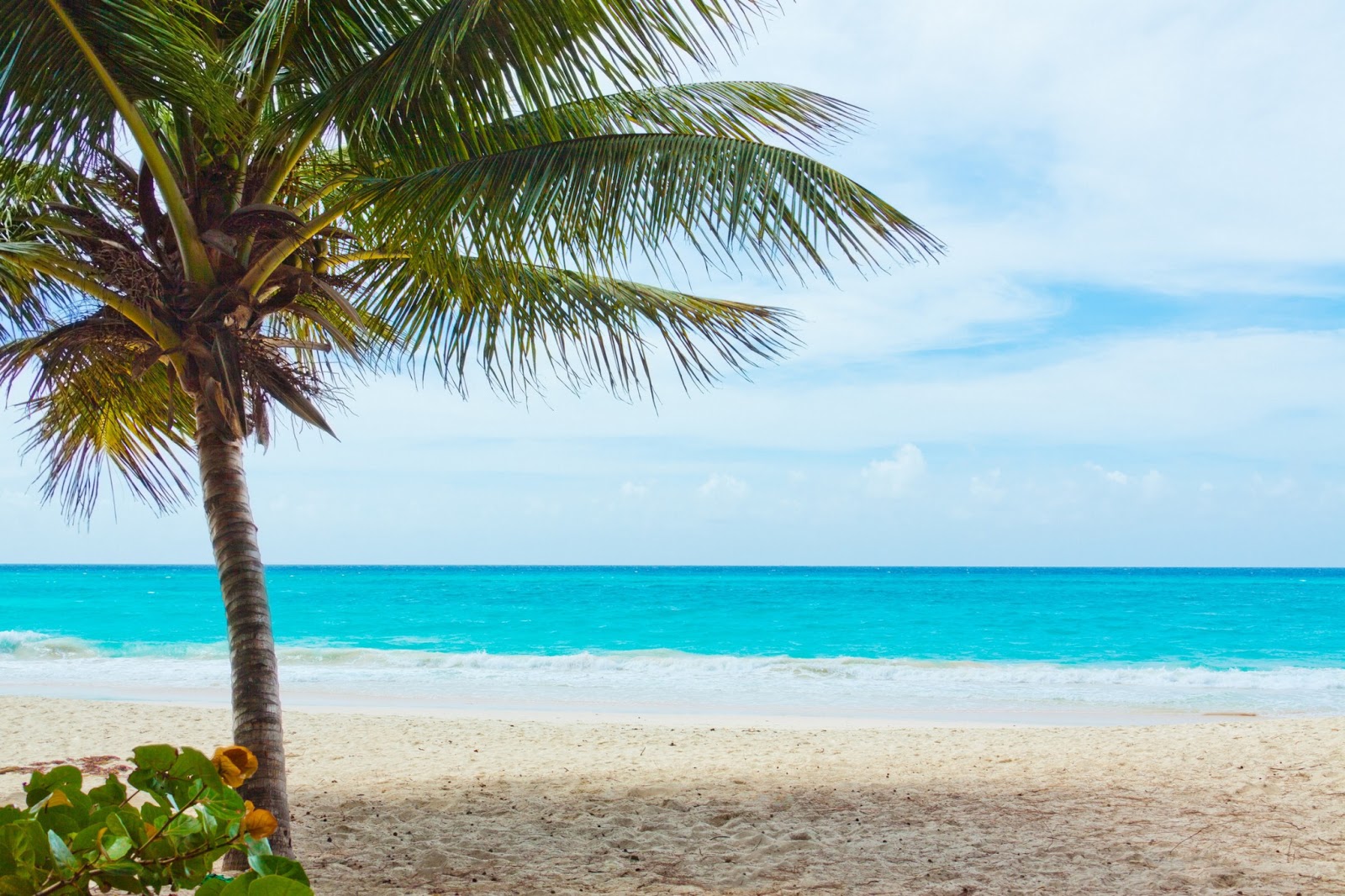 Pippi's blog: Pictures of Palm Trees on the Beach