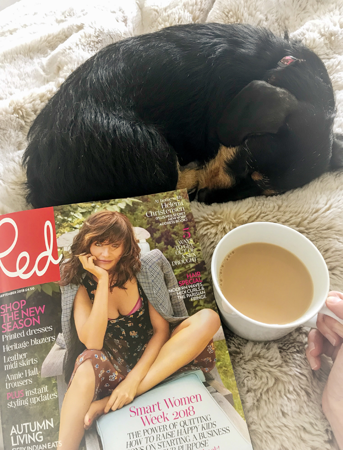 Sausage dog sleeping with a magazine and a cup of tea