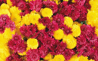 Flowers beautifull Wallpaper | High Quality desktop wallpapers! Full HD