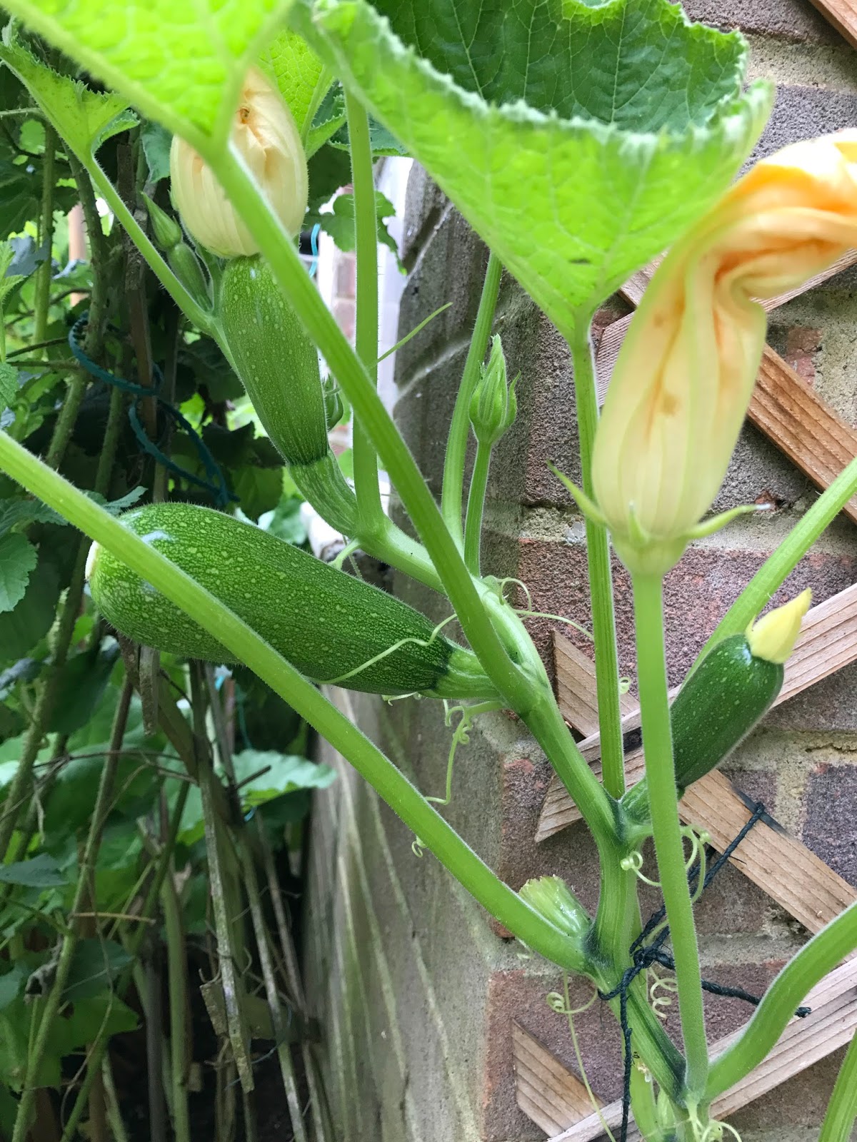Down on the Allotment