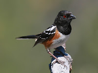 Spotted Towhee Spotted Towhee