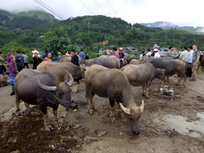 Mercado de Bac Ha, Lao Cai, Vietnam Mercado de Bac Ha, Lao Cai, Vietnam
