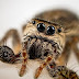 ¿Tienes aracnofobia? Las arañas más lindas y adorables que seguramente no conozcas