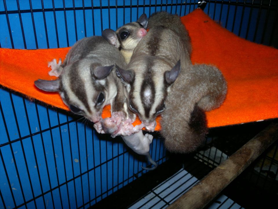 Sugar Glider Murah Creamino