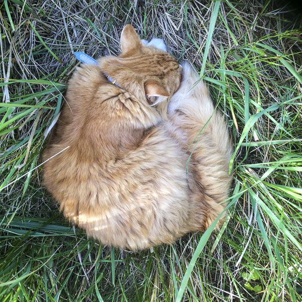 gustav, katt, cat gustav, katt, cat