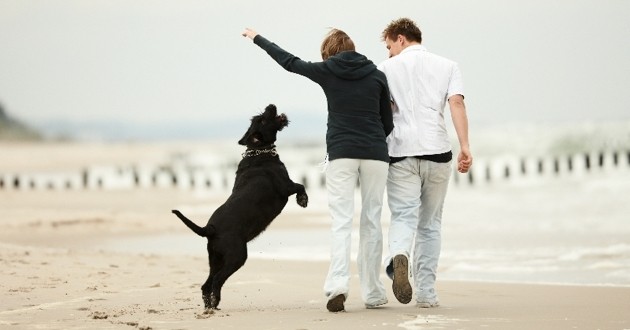 dresser son chien pour ne pas sauter