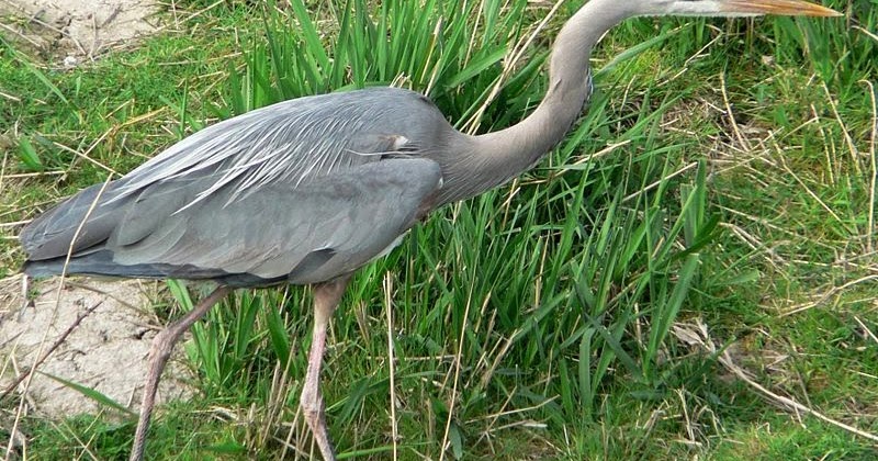 Variety of Life: Ardea