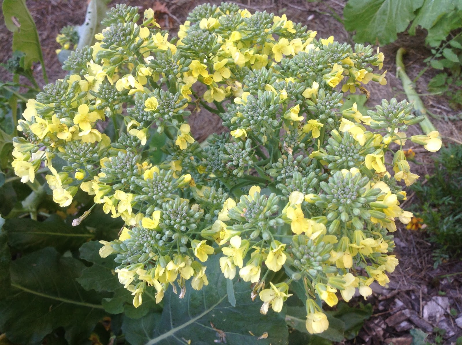 The Meditative Gardener Broccoli in Bloom