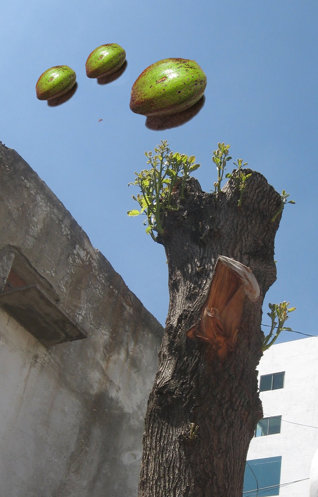 UN AGUACATE VENIDO DE LAS ESTRELLAS