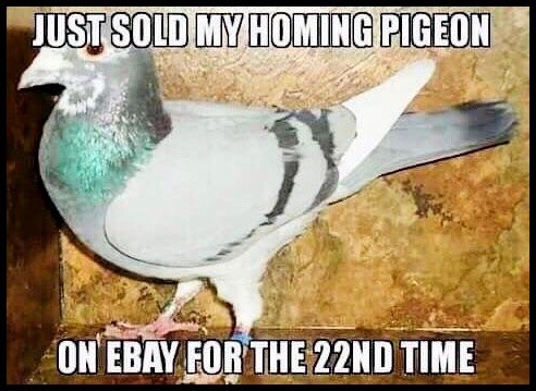 PIGEON.jpg