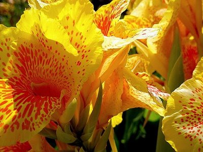Best Jugak: 15 Jenis Bunga yang Tercantik di Dunia