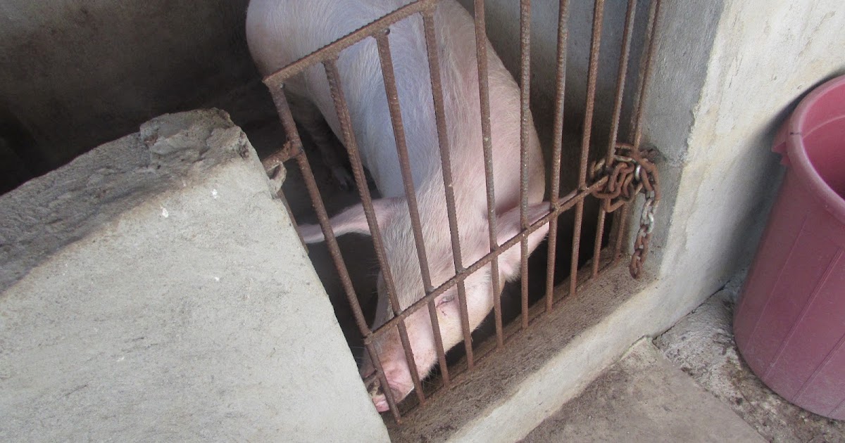 Sorry,all the clever names are taken. Weighing a Pig Without a Scale