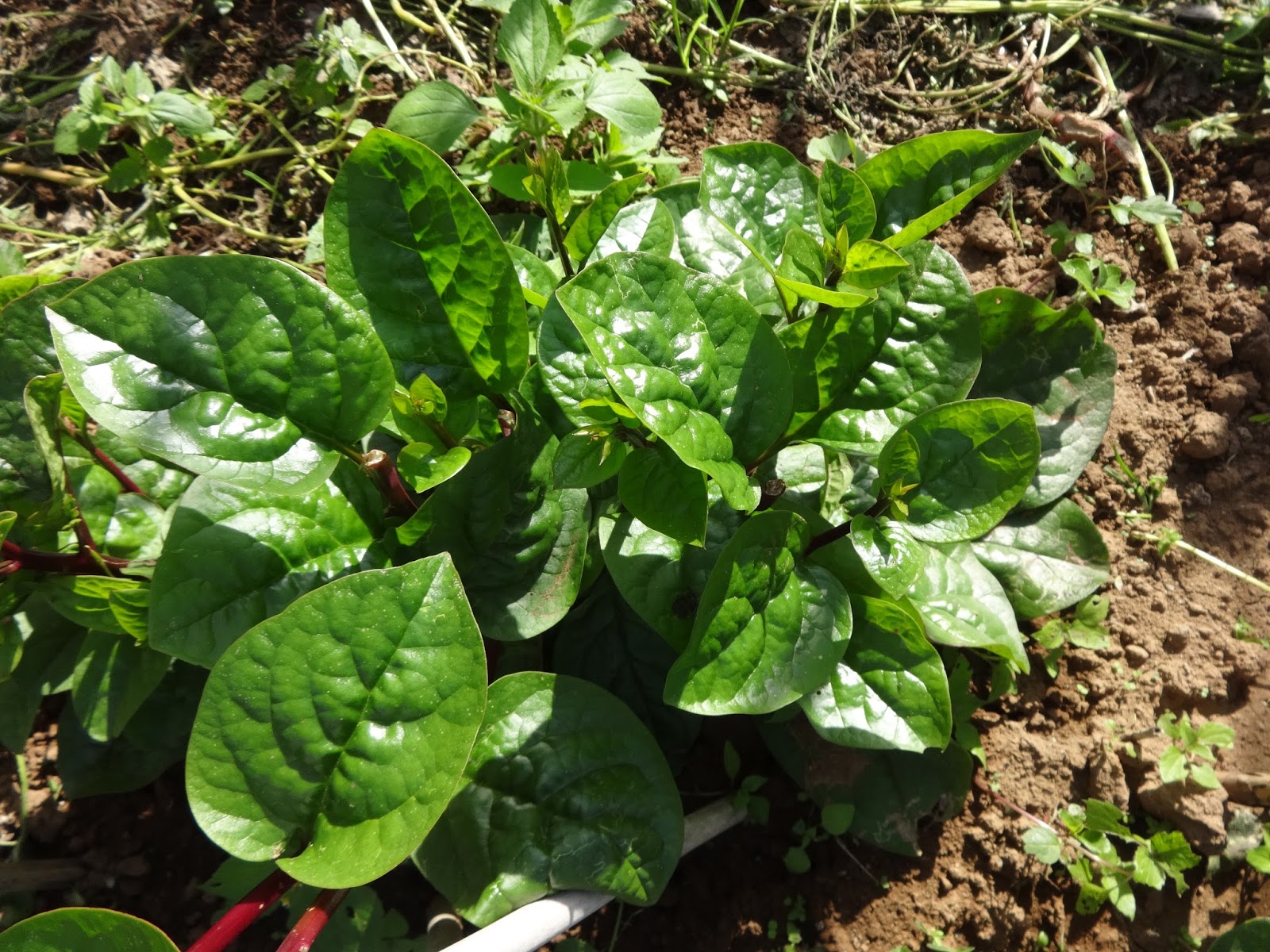 Basella Rezept - Basella Family – Mort Bay Community Garden