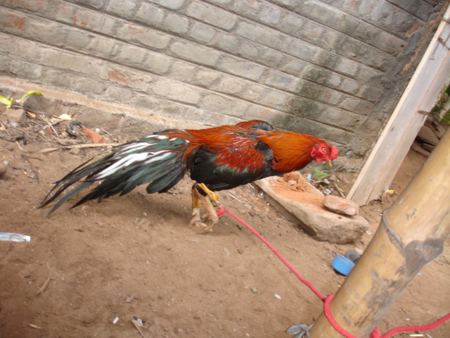 Rooster For Sale Fighting Roosters For Sell 