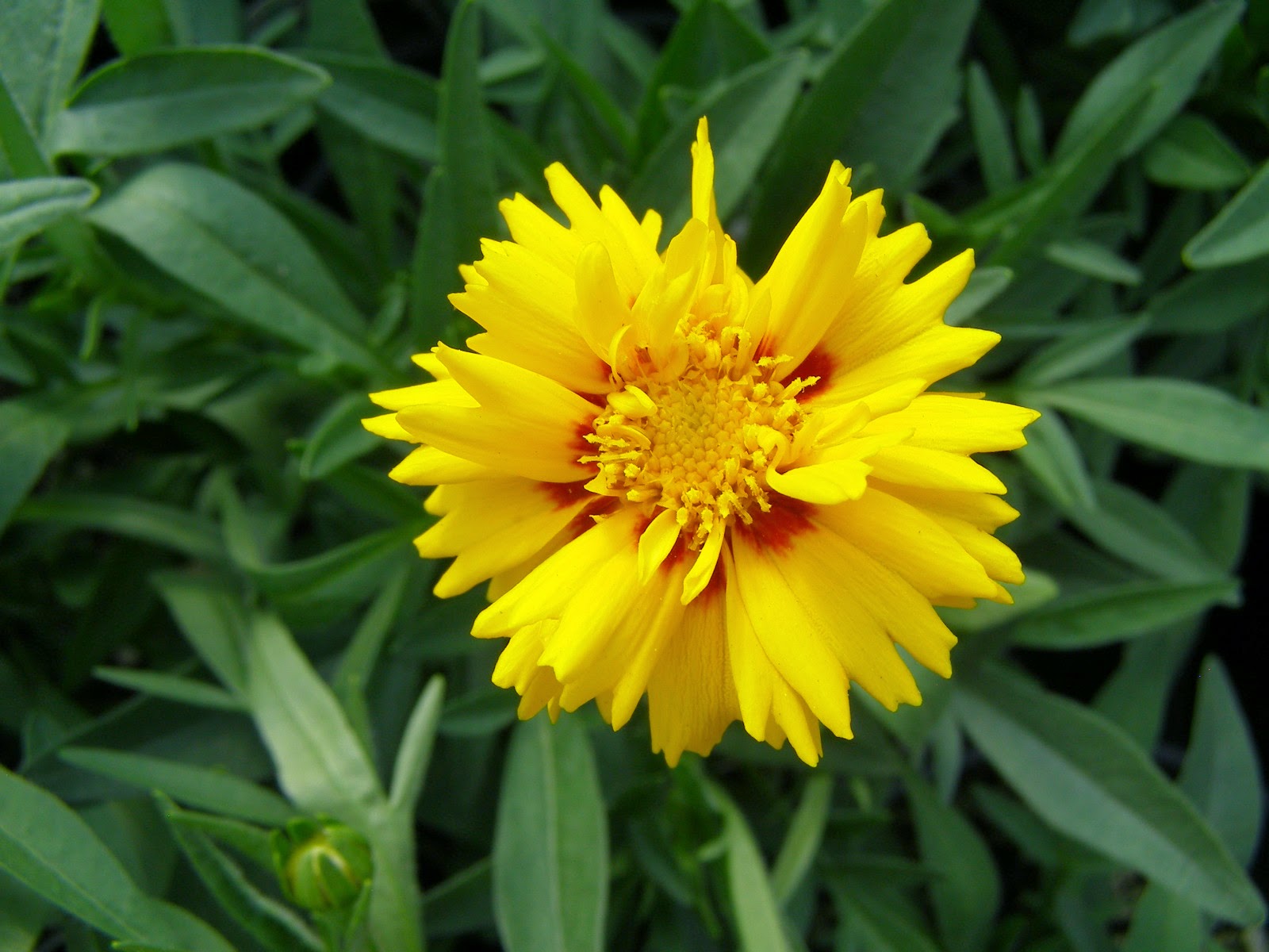 Bunga Stigma