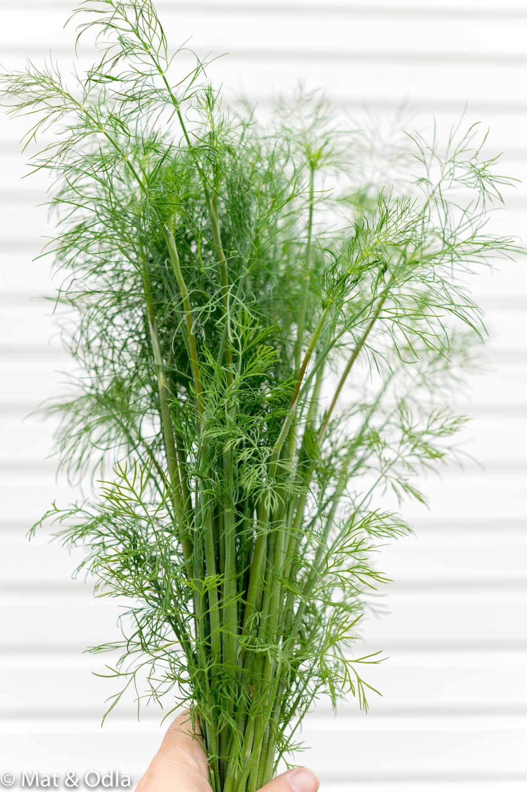 Dillpesto av egenodlad dill